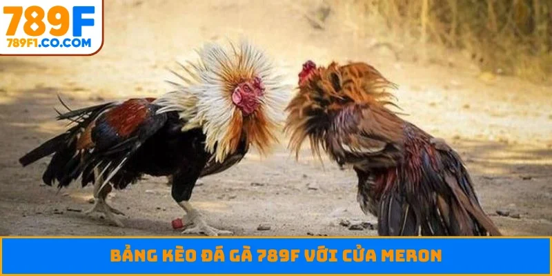 Bảng kèo đá gà 789F với cửa Meron