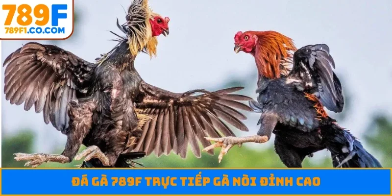 Đá gà 789F trực tiếp gà nòi đỉnh cao